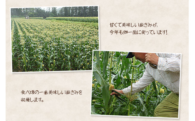甘くて美味しい嶽きみが畑一面に!