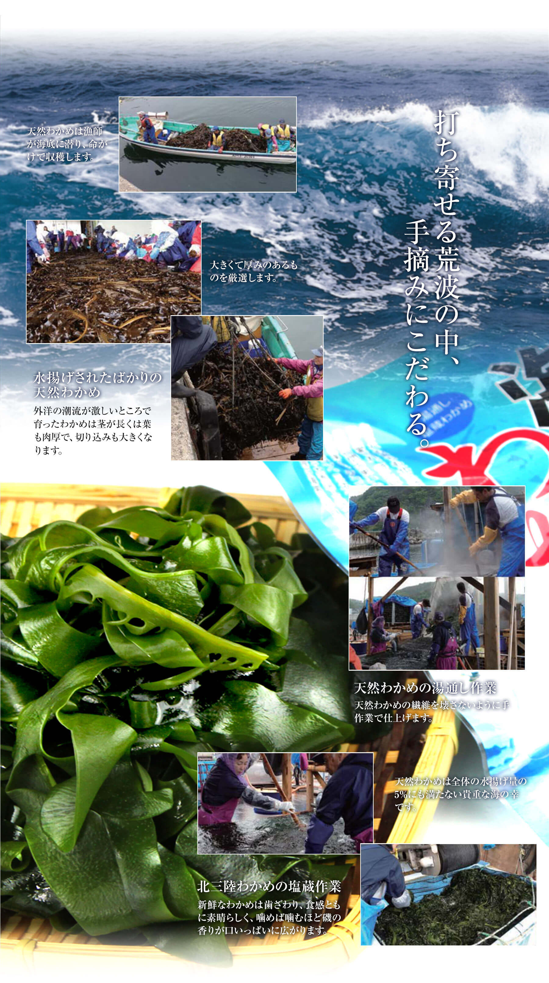 田清の海草サラダ 40g 三陸わかめと6種の海藻 ネコポス発送