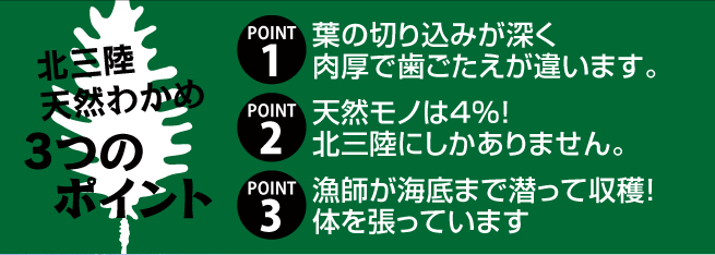 北三陸天然わかめ3つのポイント　1.葉の切込みが深く肉厚で歯ごたえが違います。2.天然モノは4%！北三陸にしかありません。3.漁師が海底まで潜って収穫！体を張っています